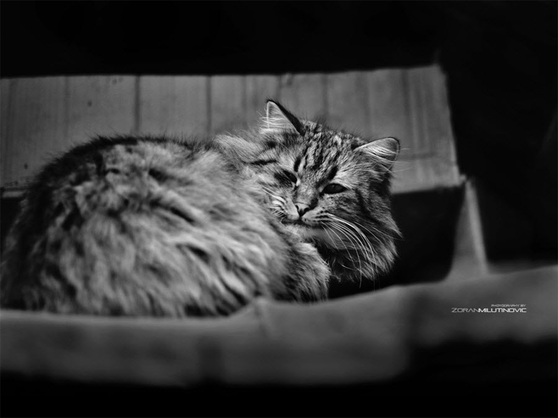 Кошки на снимках фотографа Зорана Милутиновича