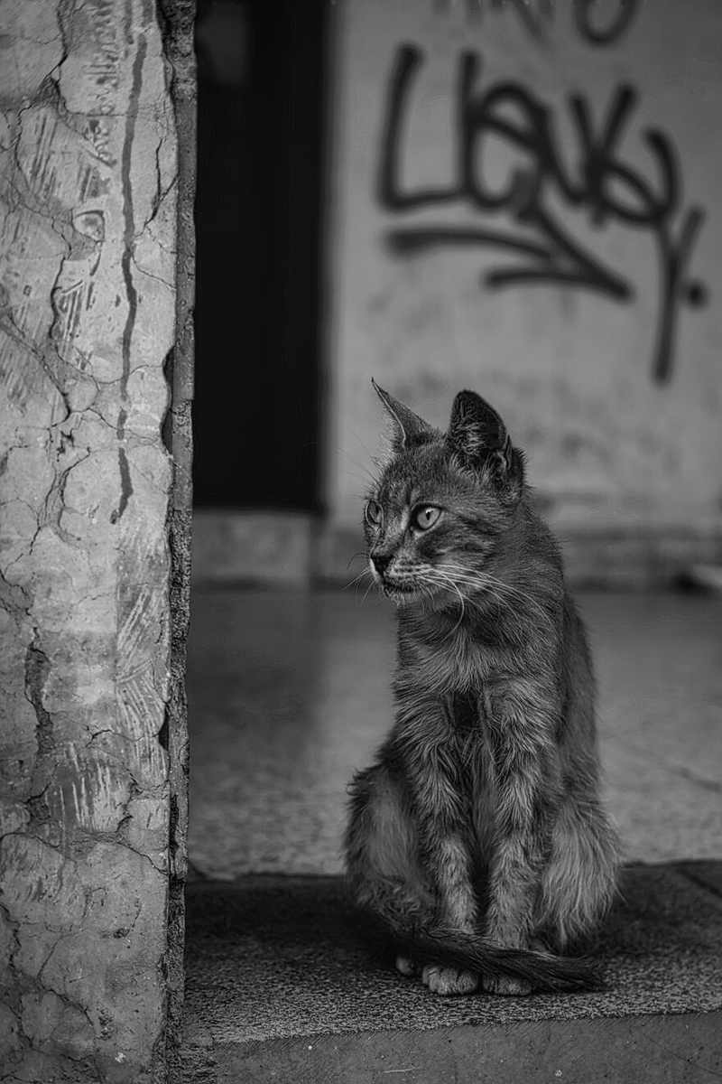 Бездомные кошки Кипра