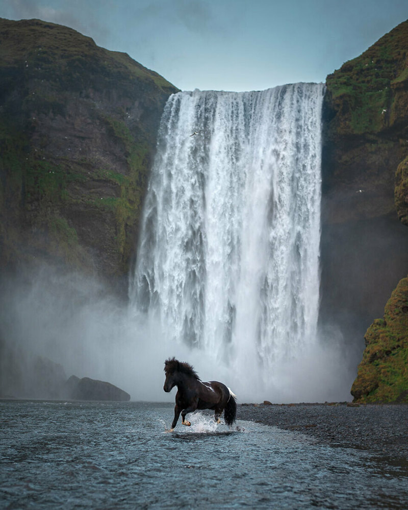Исландские лошади