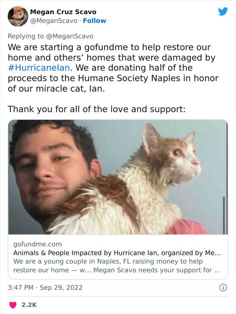 Спасение кота во время урагана