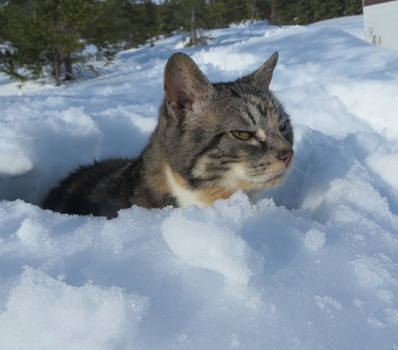 Кошки и снег