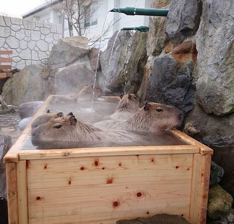 Теплые ванны для копибар