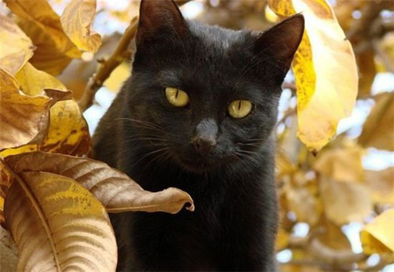 Кошки и осень 