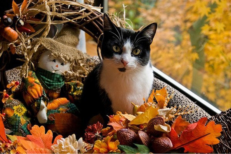 Кошки и осень 