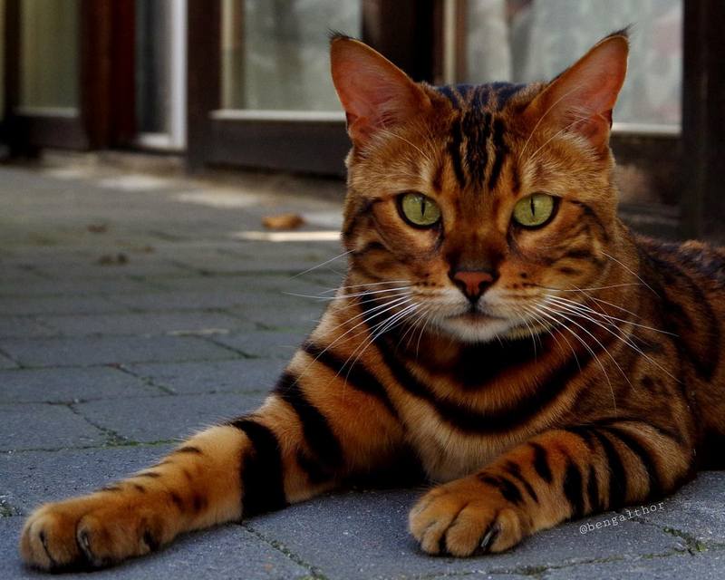 Бенгальский кот Тор