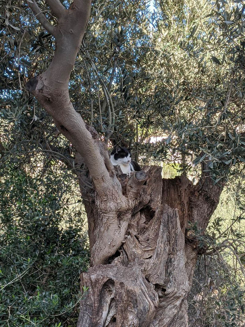 Спящие на деревьях кошки