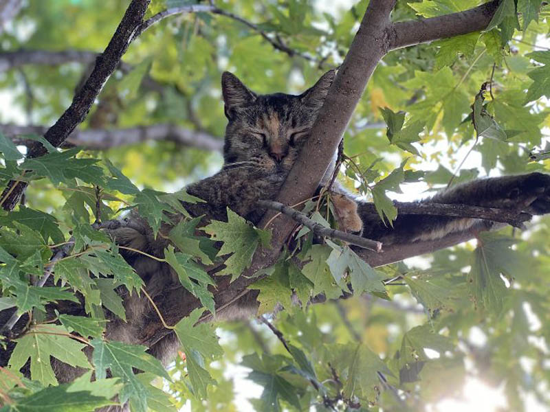 Спящие на деревьях кошки