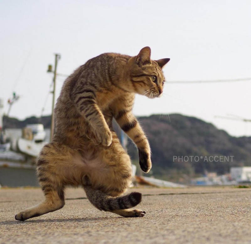 Кошки-ниндзя японского фотографа Хисаката Хироюки