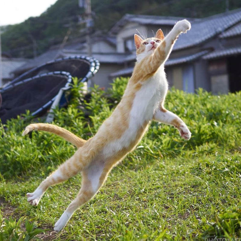 Кошки-ниндзя японского фотографа Хисаката Хироюки