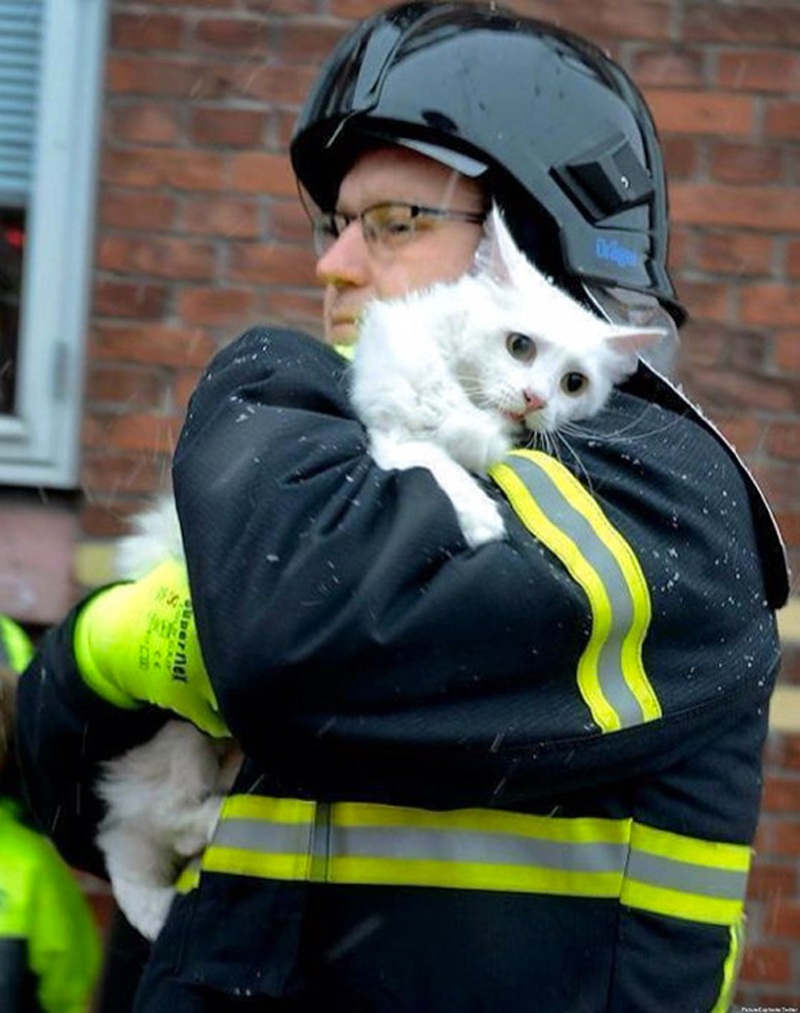 Пожарные спасают кошку