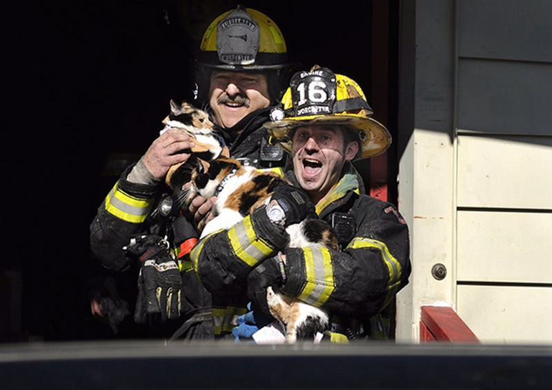 Пожарные спасают кошек