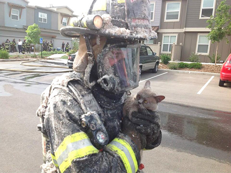 Пожарные спасают кошку