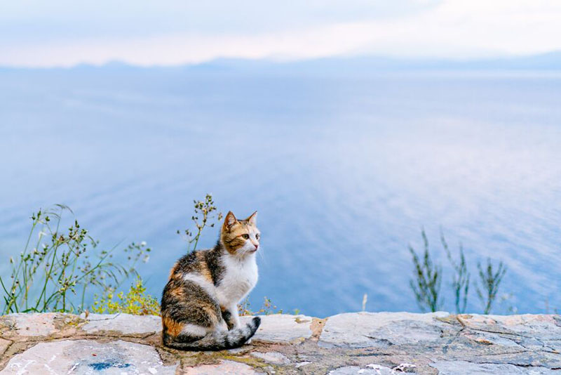 Кошки греческого острова Гидра
