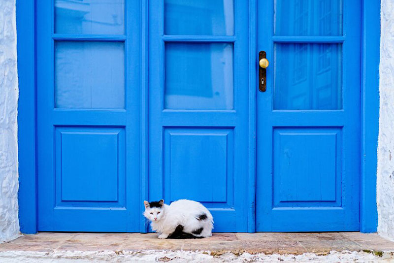 Кошки греческого острова Гидра