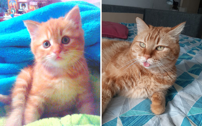 Кошки: до и после взросления