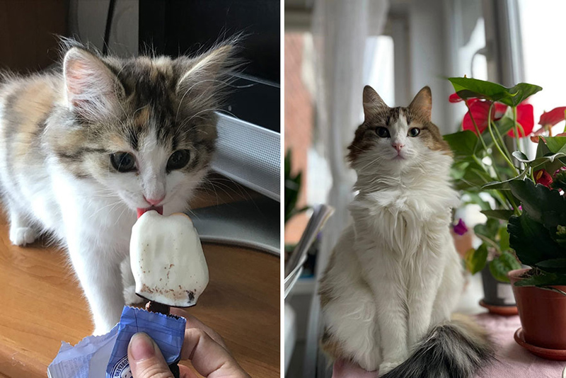 Кошки: до и после взросления