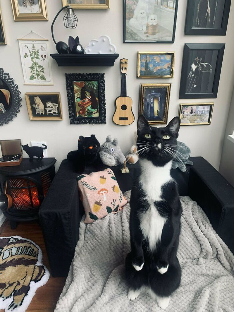Комната для кошки