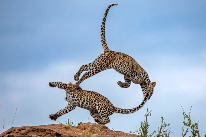 Молодые леопарды играют в Национальном заповеднике Самбуру, Кения. 