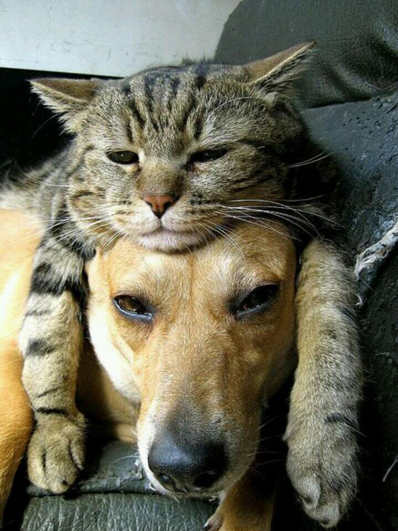 Когда кошка и собака дружат 