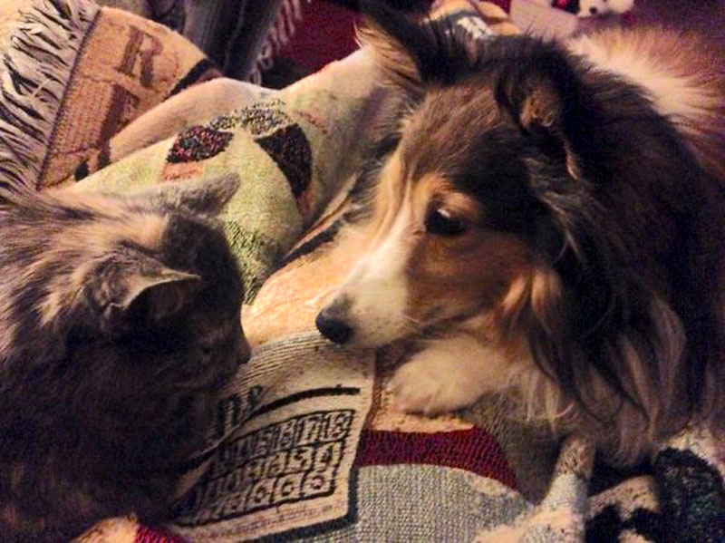 Когда кошка и собака дружат 