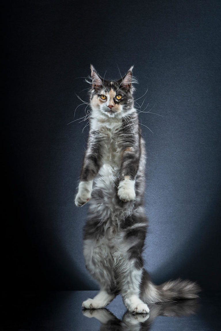 Фото кошка стоит на задних лапах