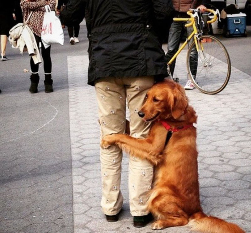 Почему собаки верны человеку. Золотистый ретривер лубутен. Обнимает собаку. Любовь собаки к человеку. Человек с собачкой.