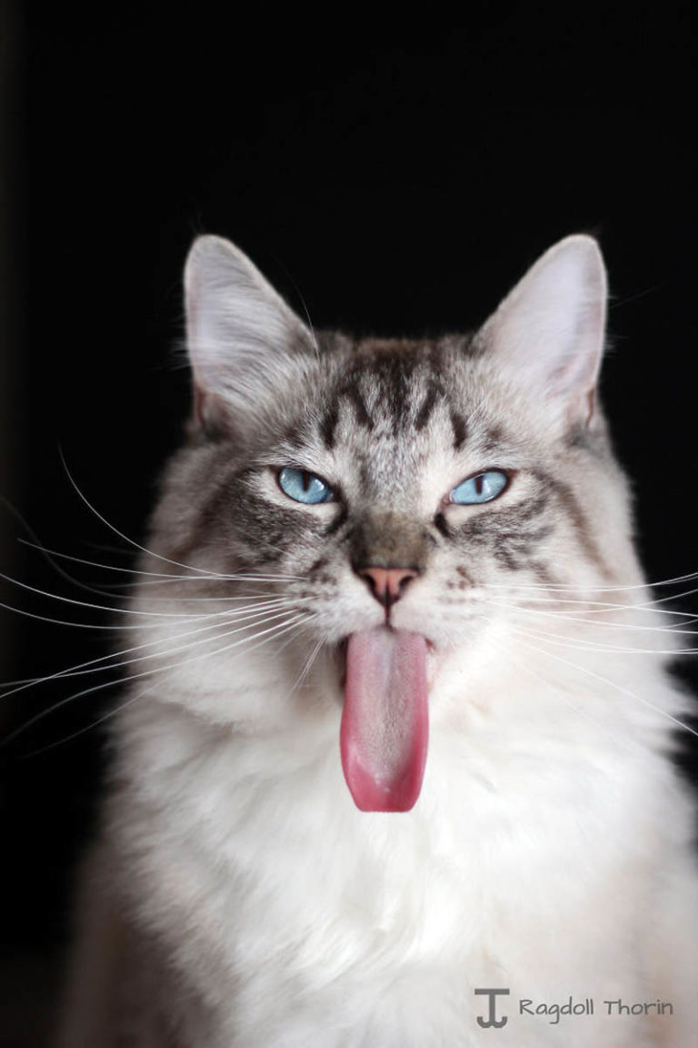 Порода котов с высунутым языком