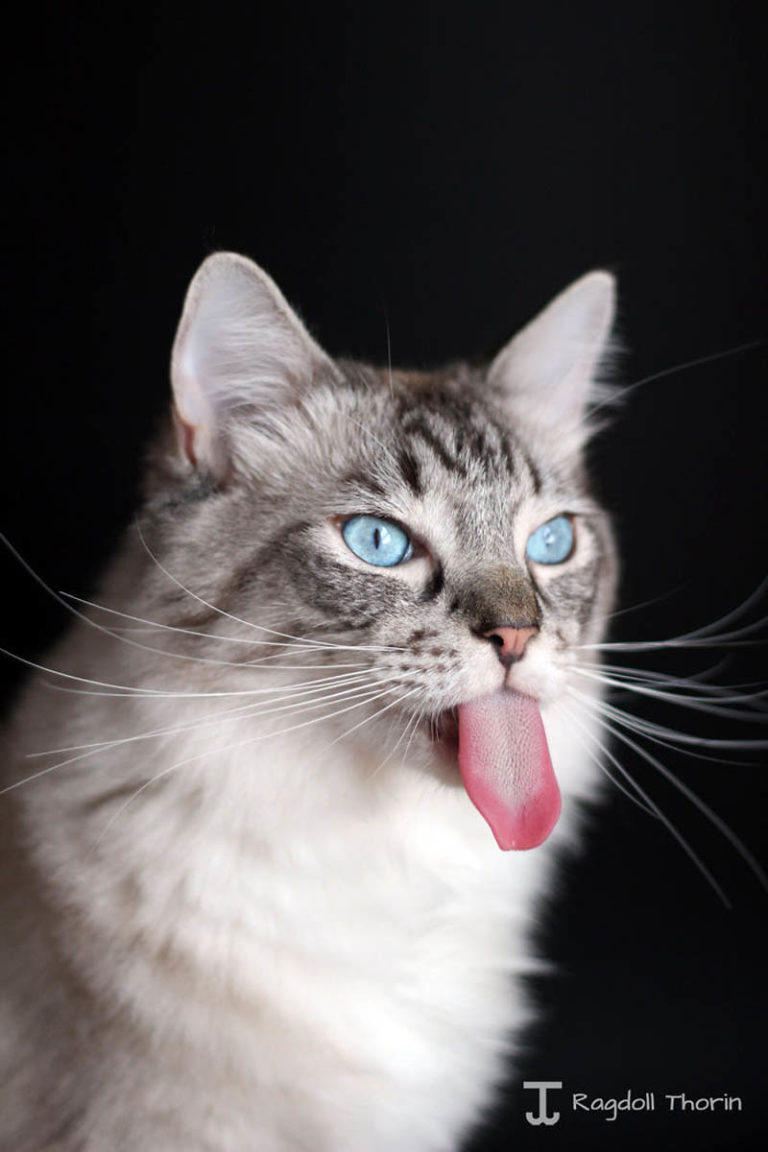 Кошечка с языком