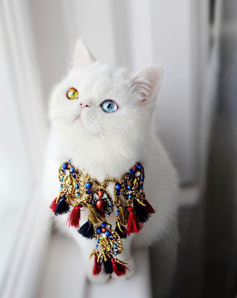 Стильная кошка. Самый красивый кот. Красивая модная кошка. Модные котики. Красивая кошка нарядная.