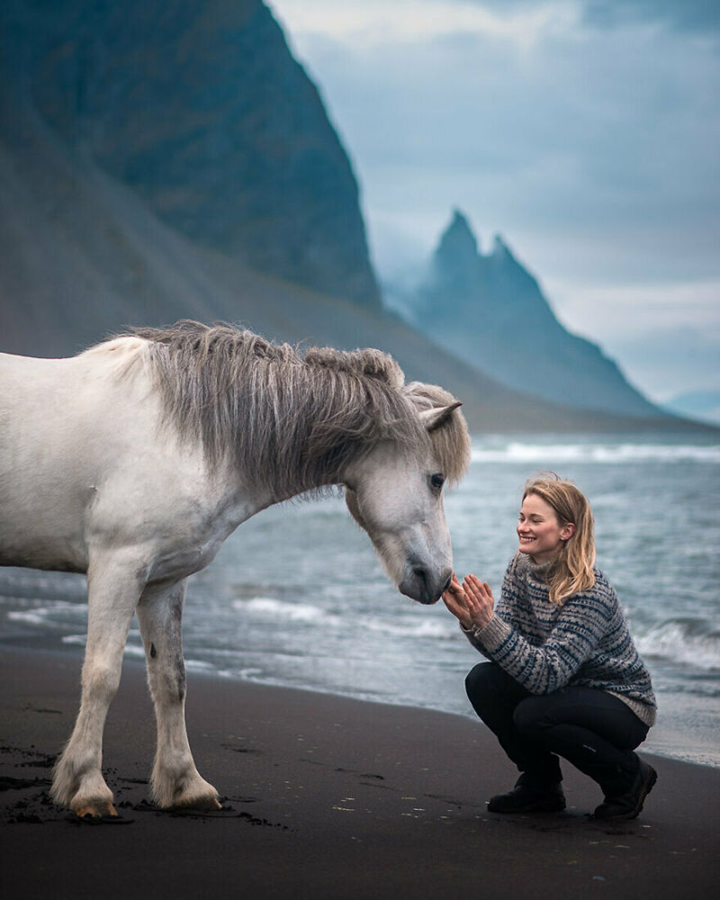 лошади исландии