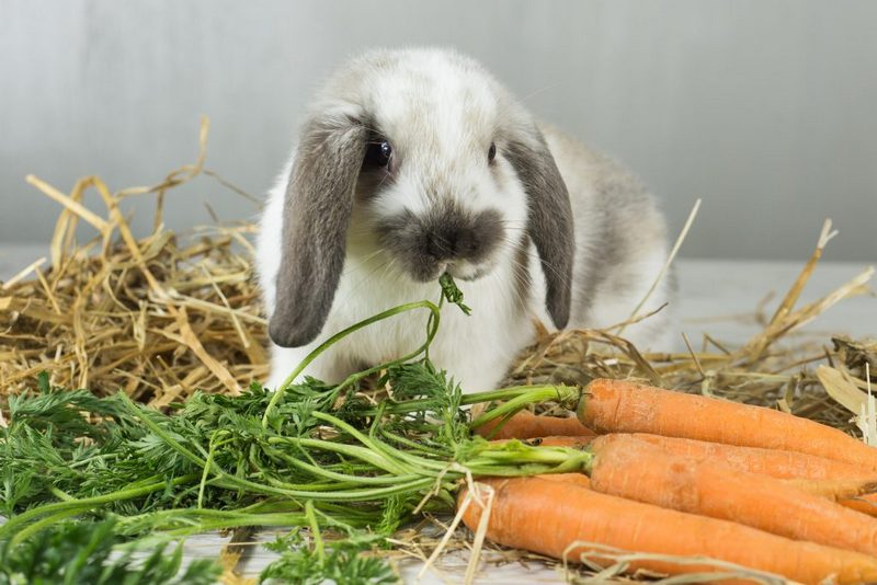 На корм домашним животным какое растение. Декоративный кролик. Еда для кроликов декоративных. Кролик домашний питание. Кролик домашний декоративный.